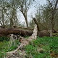 2010-03-conflans-OK (23)